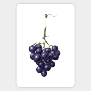 Bunch of blue grapes by Jean Bernard Magnet